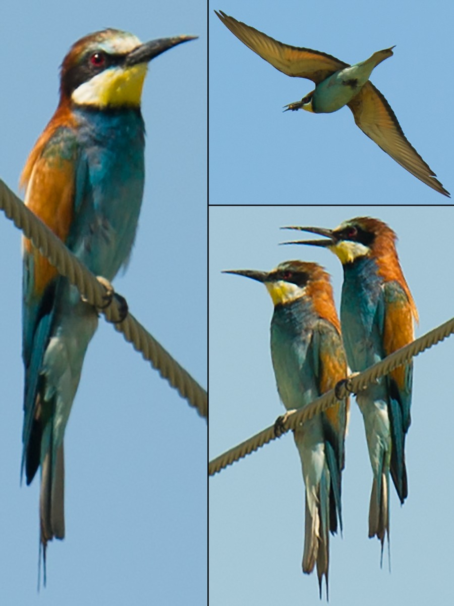 European Bee-eater - Craig Brelsford