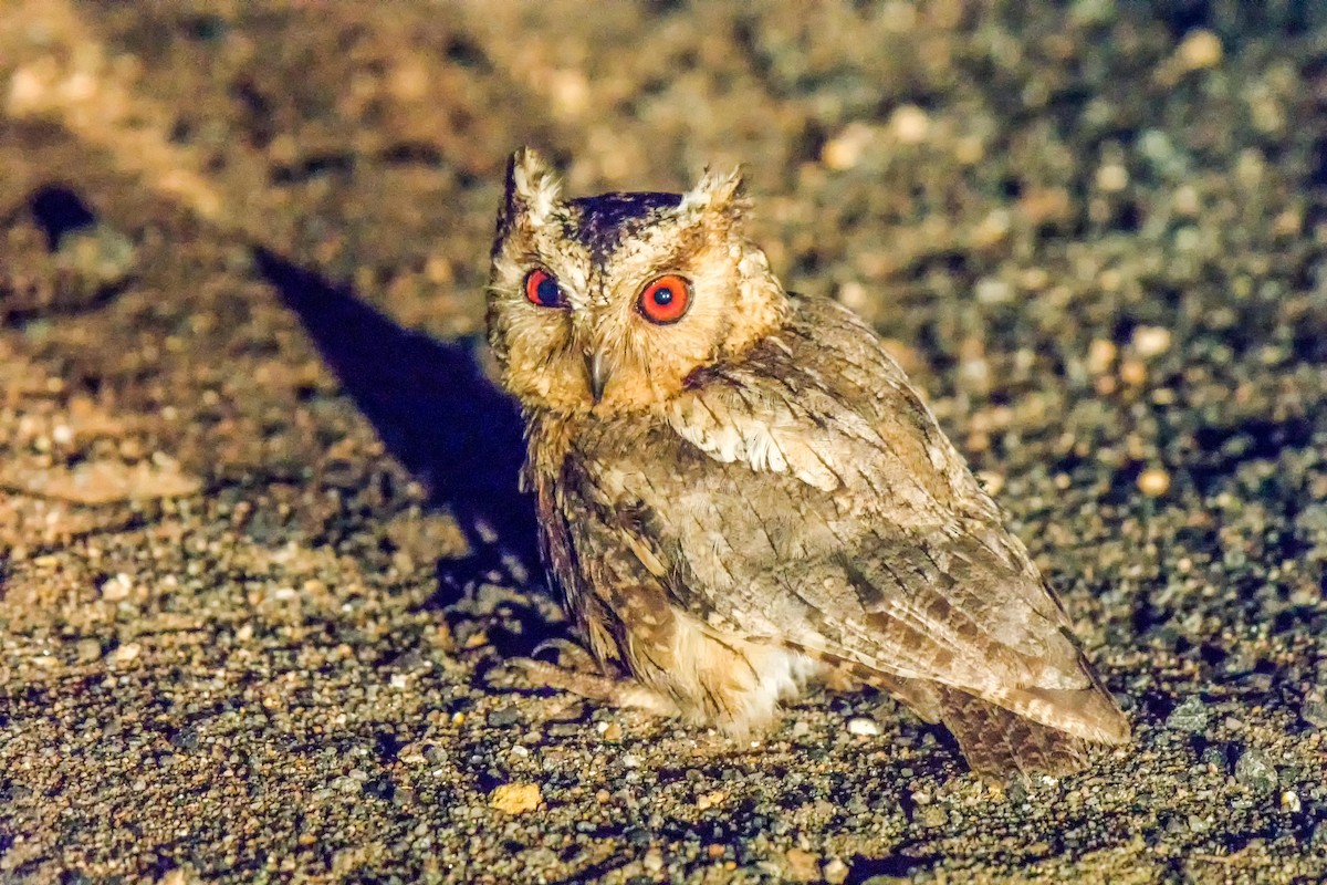 Indian Scops-Owl - Balaji P B