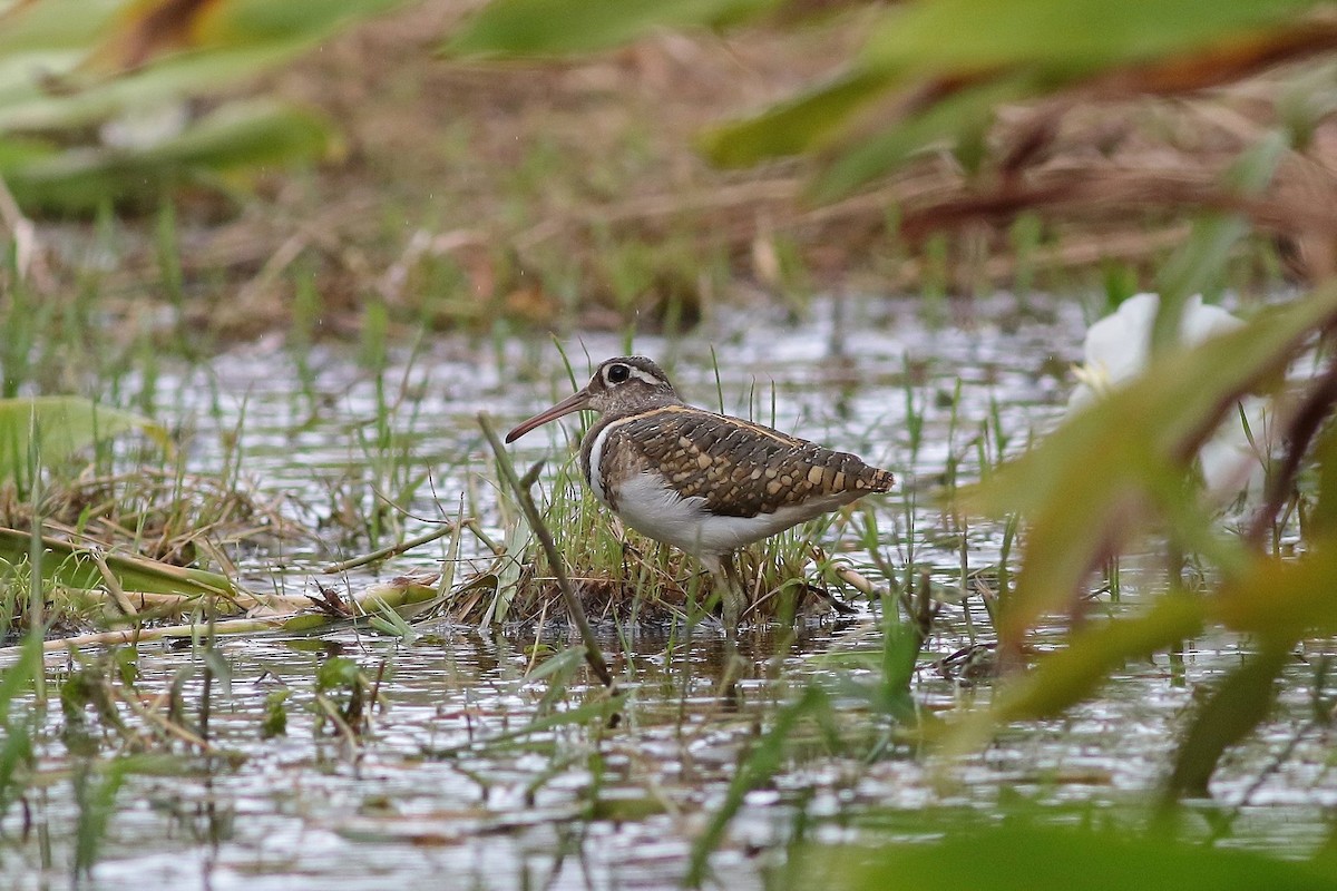 Greater Painted-Snipe - Robert Chiang
