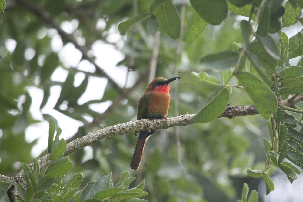 Red-throated Bee-eater - ML64968111