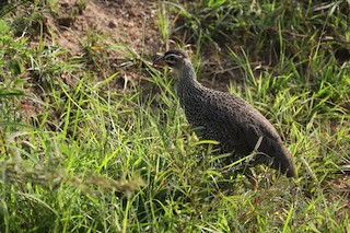  - Heuglin's Spurfowl