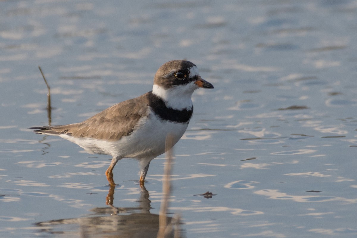 Semipalmated Plover - ML64970801