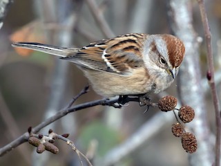 American Tree Sparrow - eBird