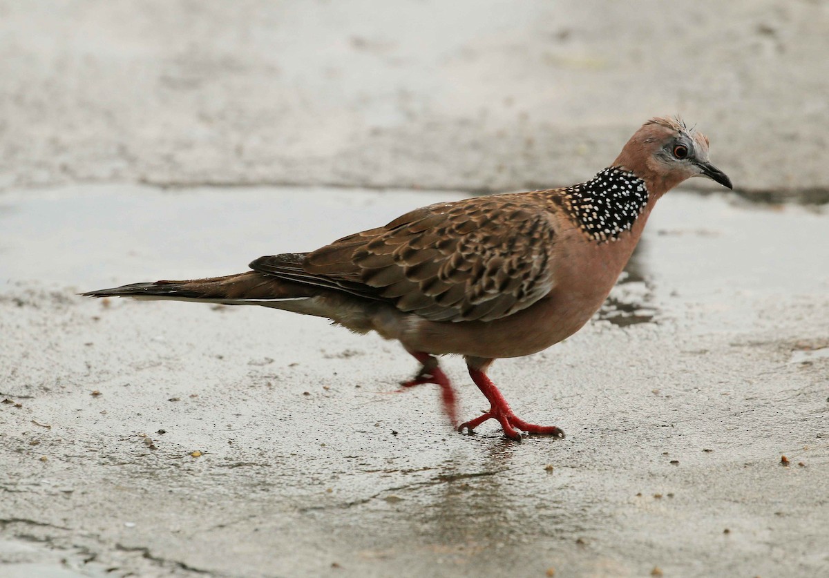 Spotted Dove - ML64971341
