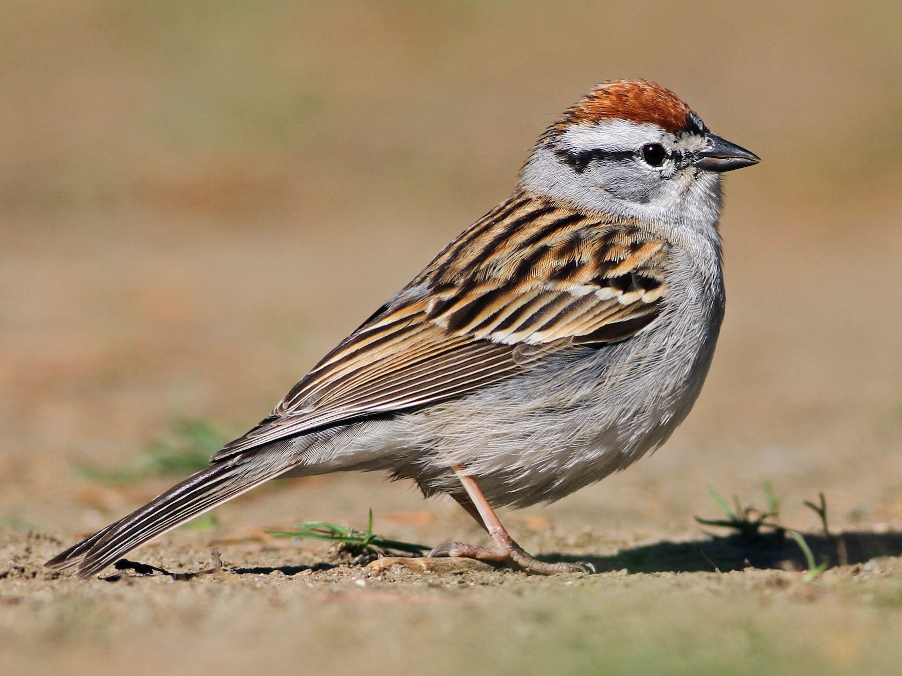 Chipping Sparrow - Evan Lipton