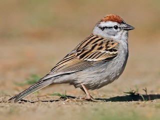  - Chipping Sparrow