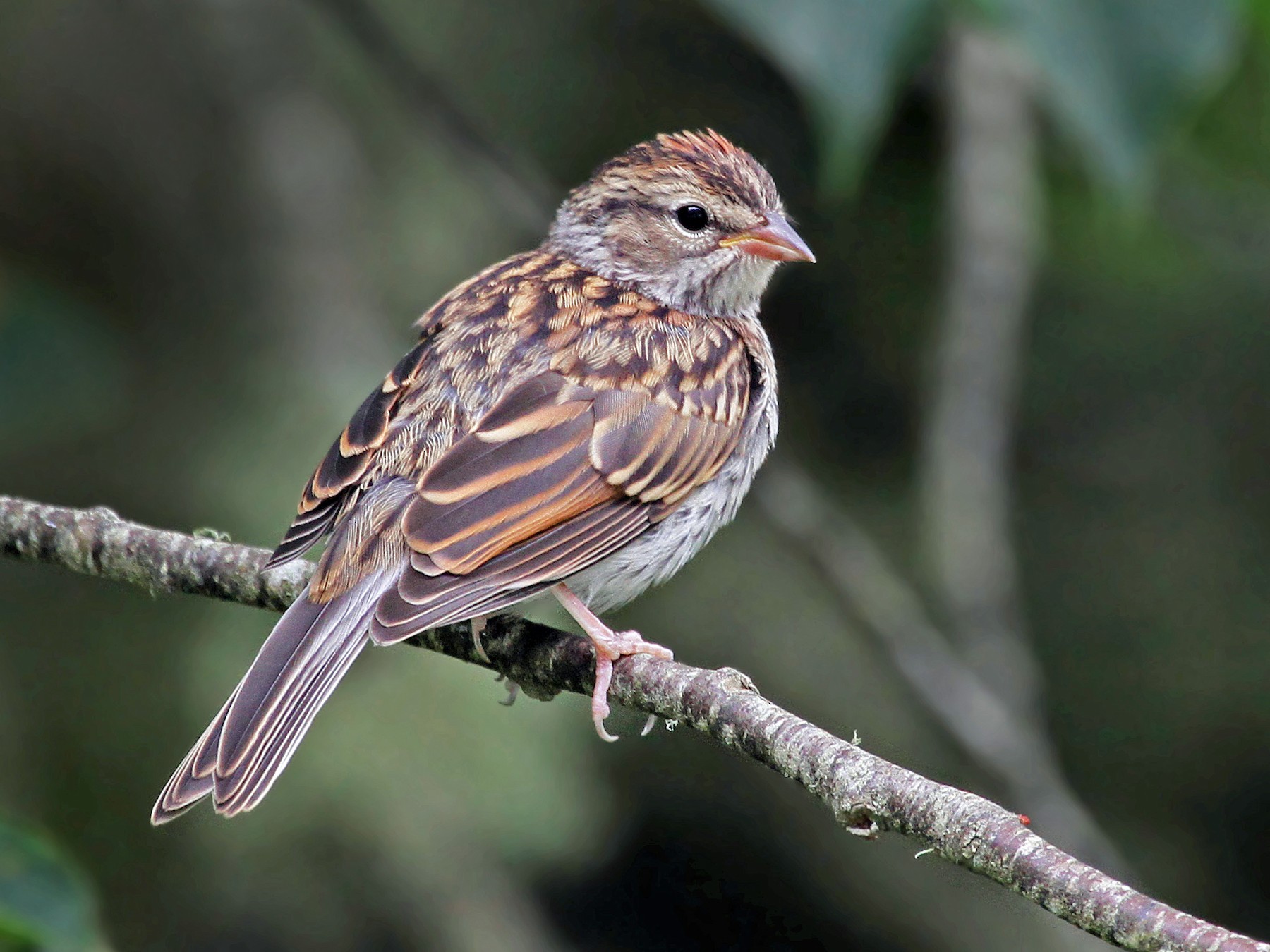 Chipping Sparrow - Ryan Schain