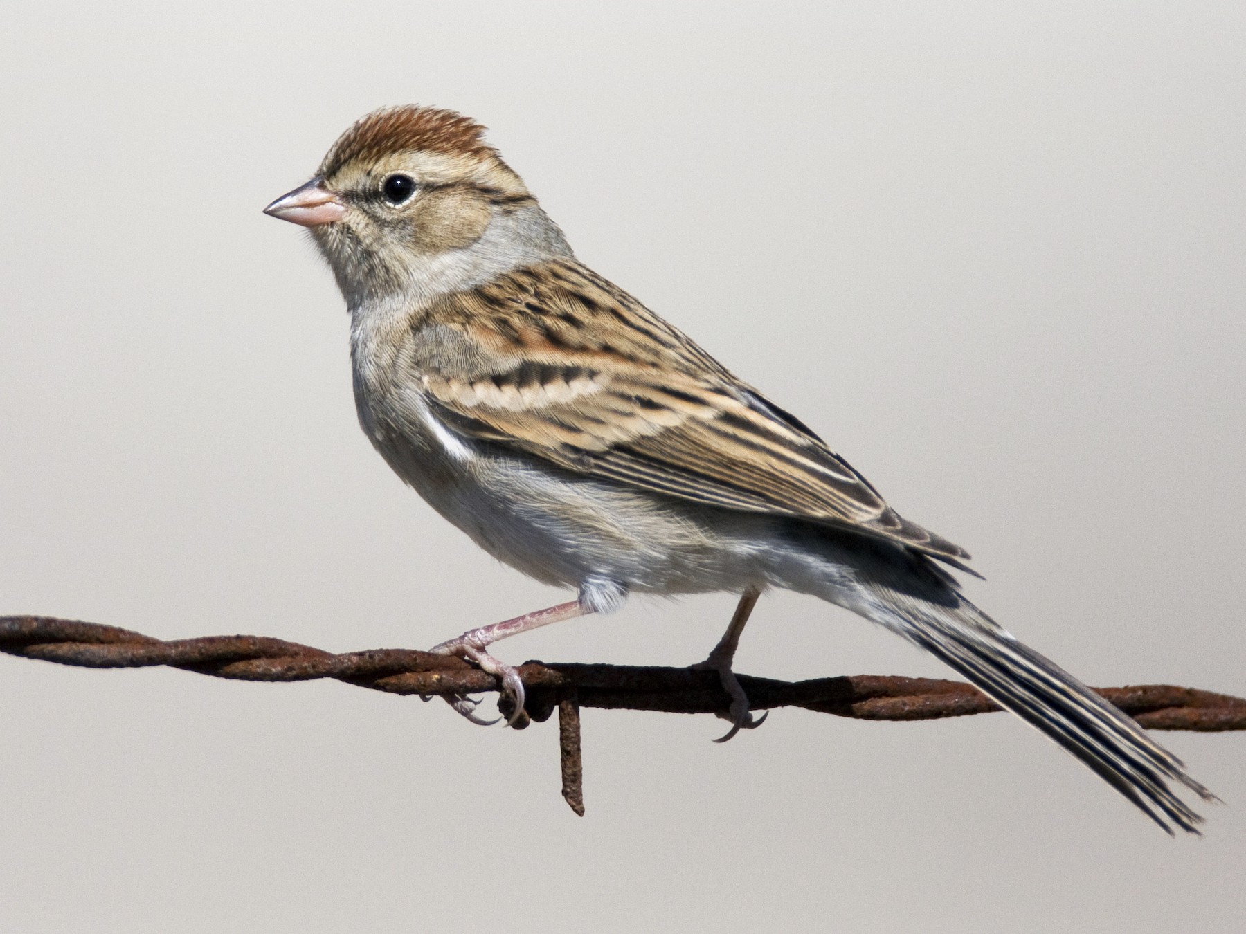 Chipping Sparrow - Brian Sullivan