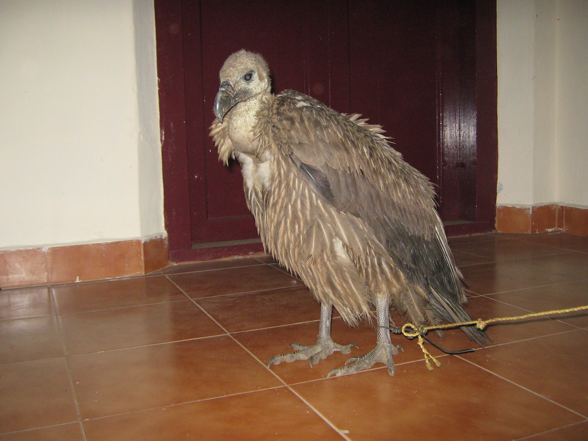 Indian Vulture - ML64972191