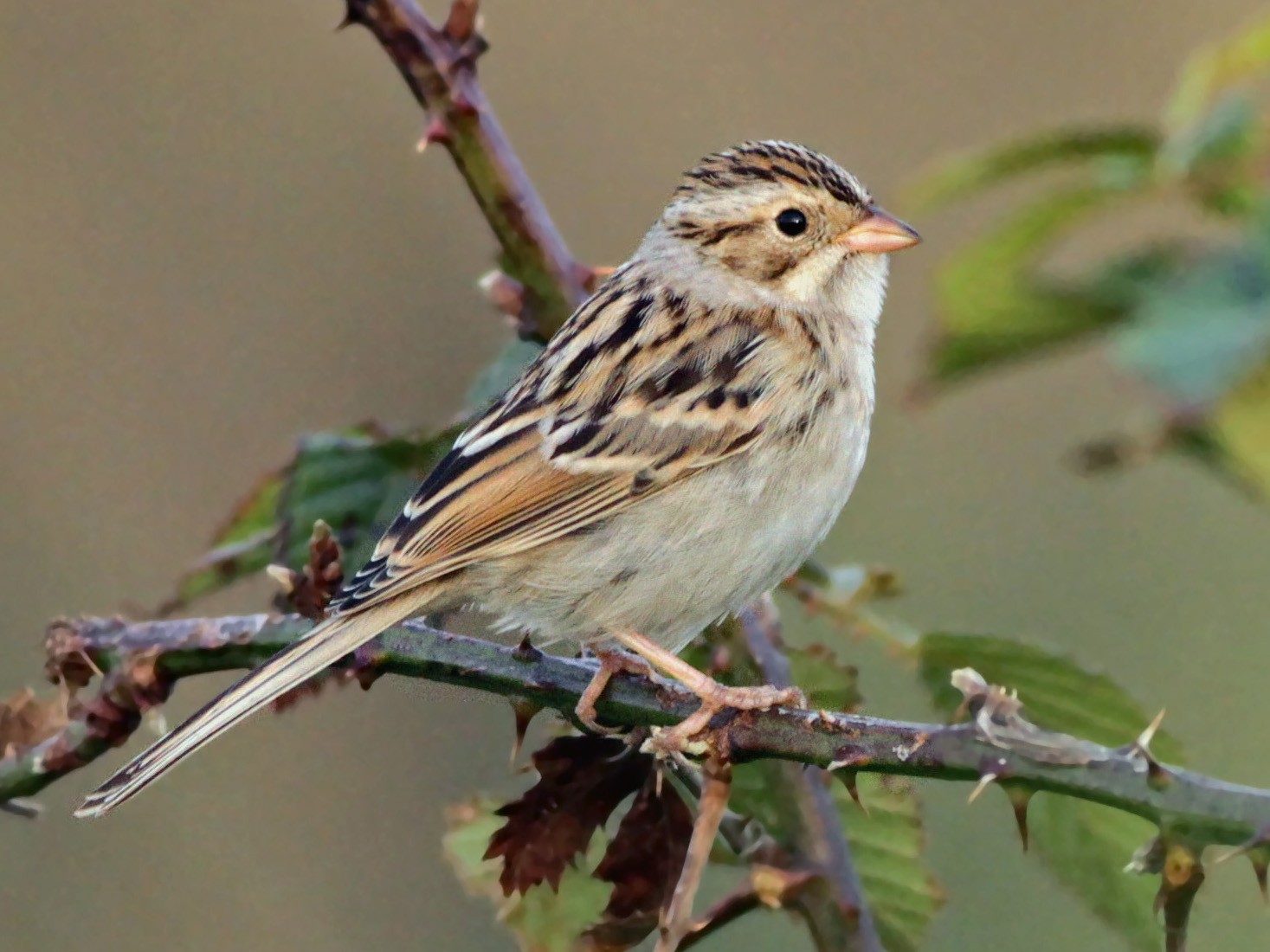 Clay-colored Sparrow - eBird