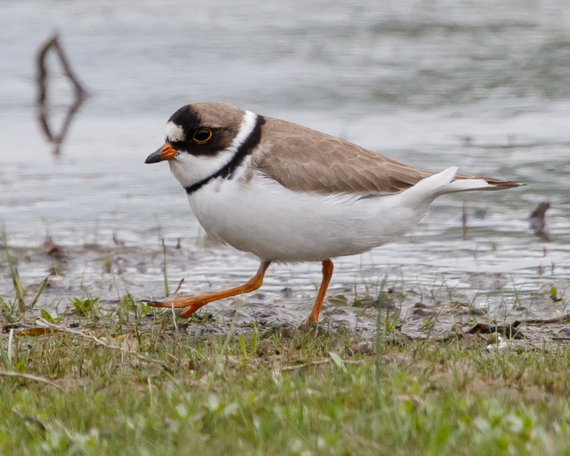 Semipalmated Plover - ML64972721
