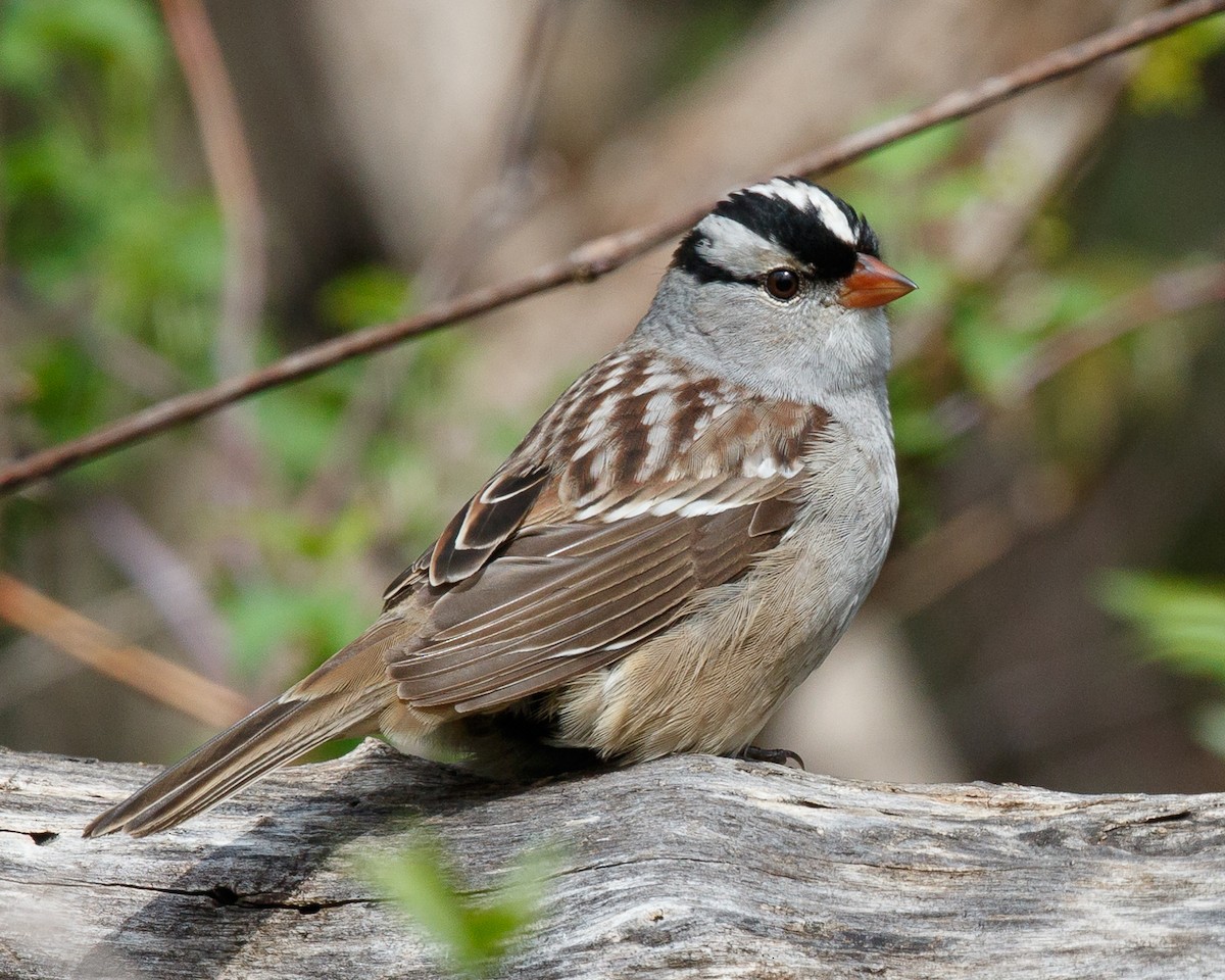 White-crowned Sparrow - Jeff Stacey