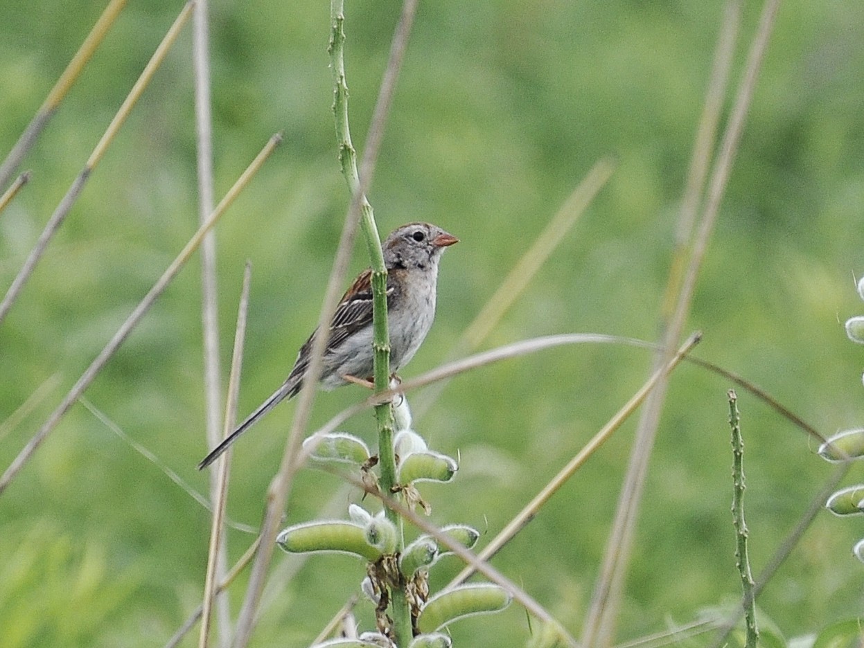 Field Sparrow - Paul Galvin