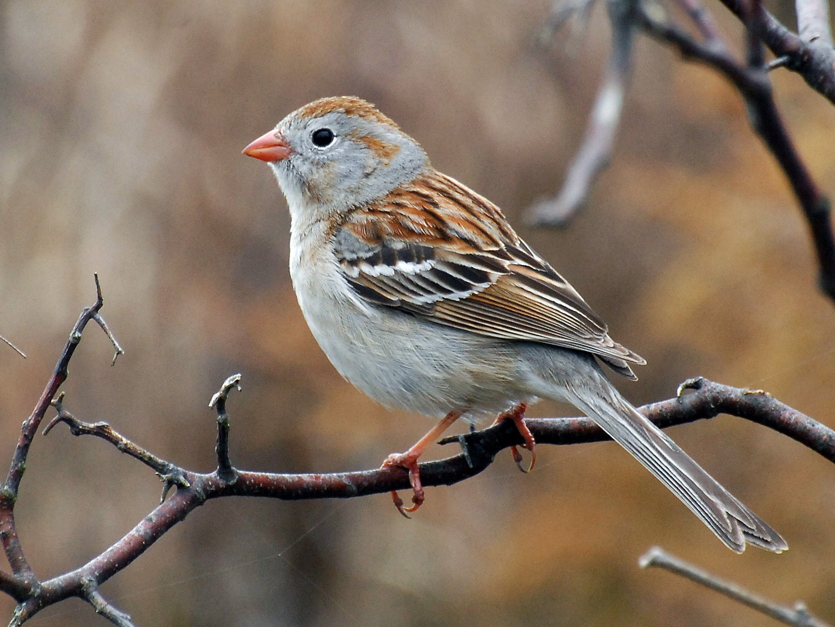 Field Sparrow - David M. Bell