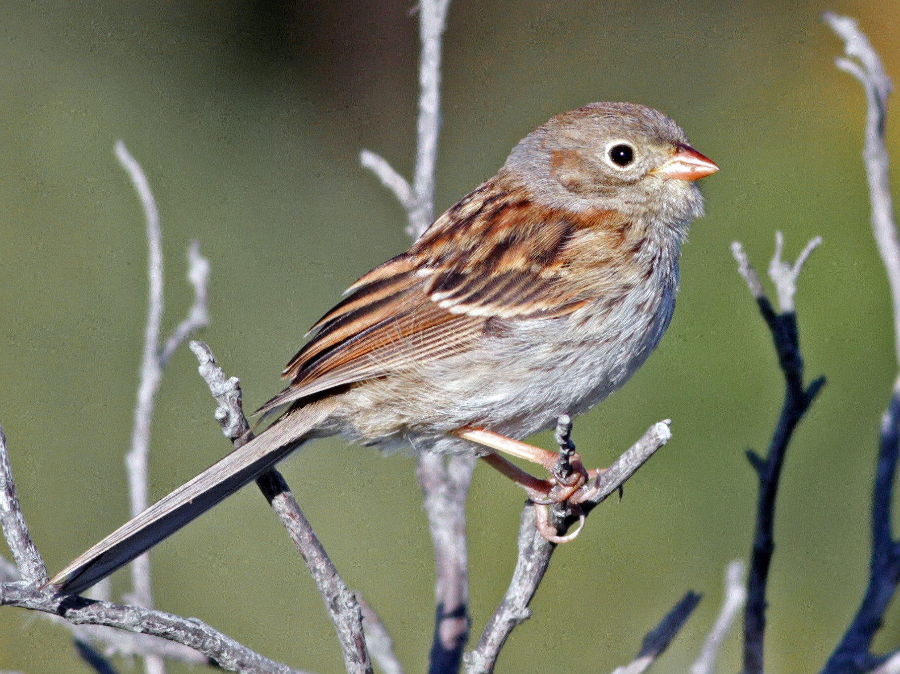 Field Sparrow eBird