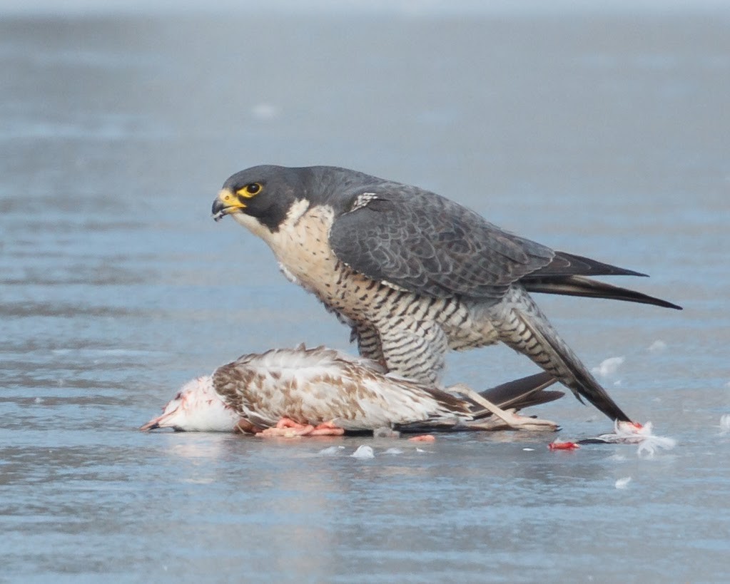 Peregrine Falcon - Jeff Stacey