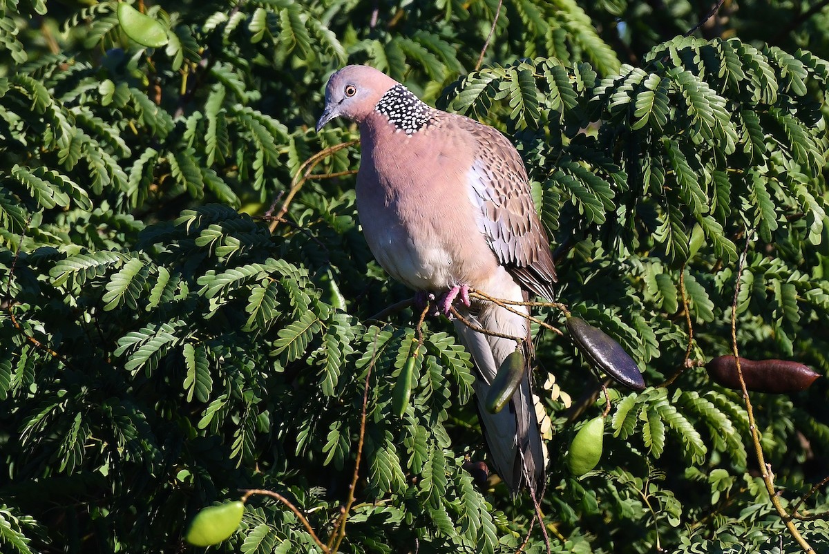 Spotted Dove - Terence Alexander