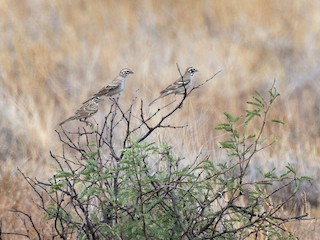  - Lark Sparrow