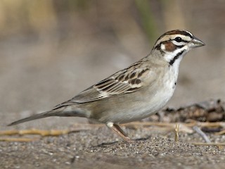  - Lark Sparrow