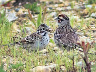  - Lark Sparrow