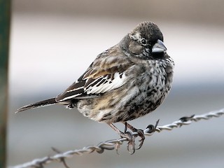 カタジロクロシトド - eBird