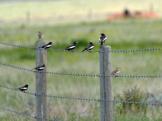 Lark Bunting - eBird