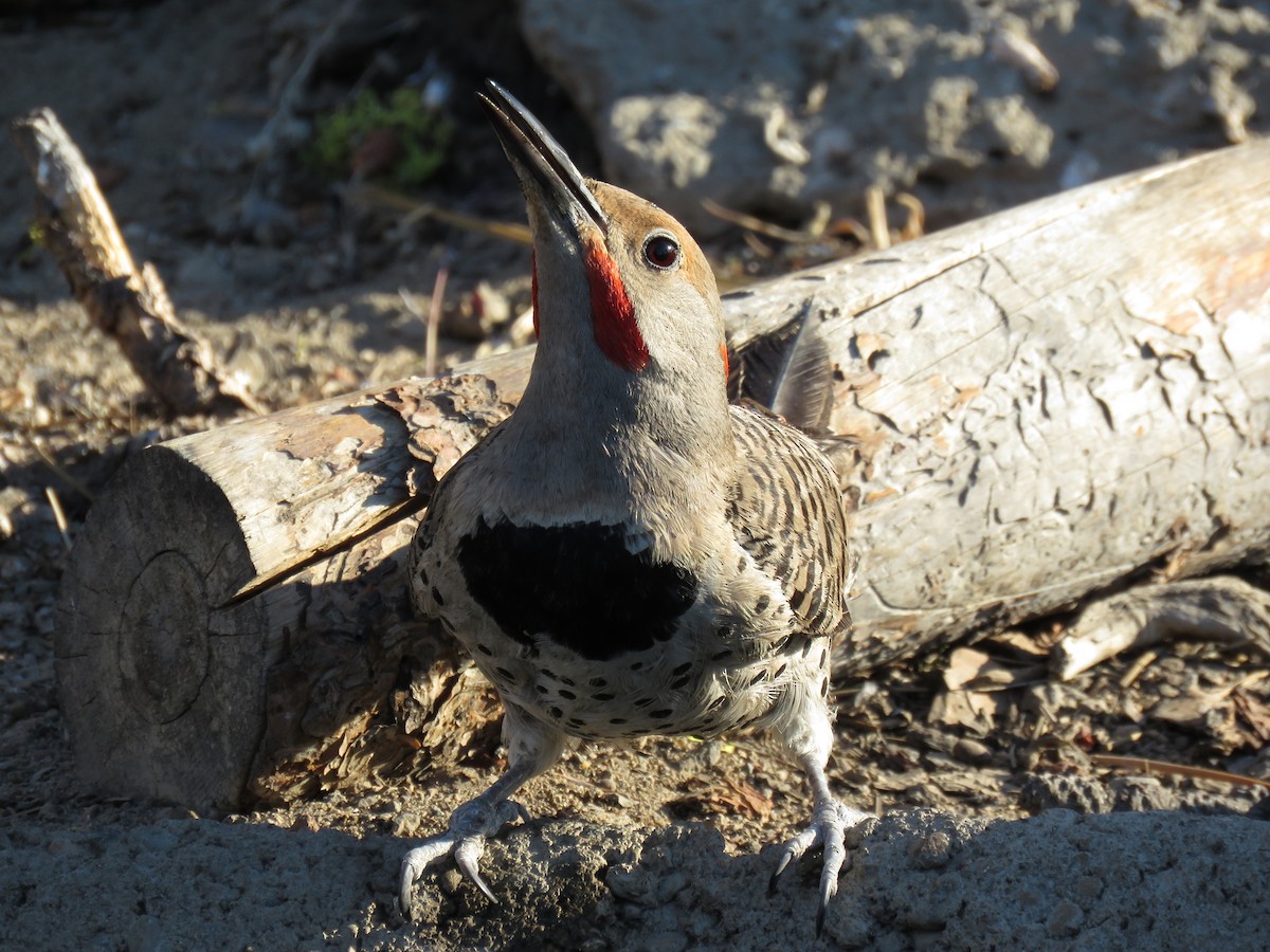 Northern Flicker (Yellow-shafted x Red-shafted) - ML64976071