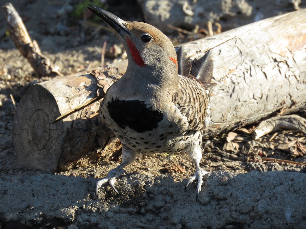 Northern Flicker (Yellow-shafted x Red-shafted) - ML64976131