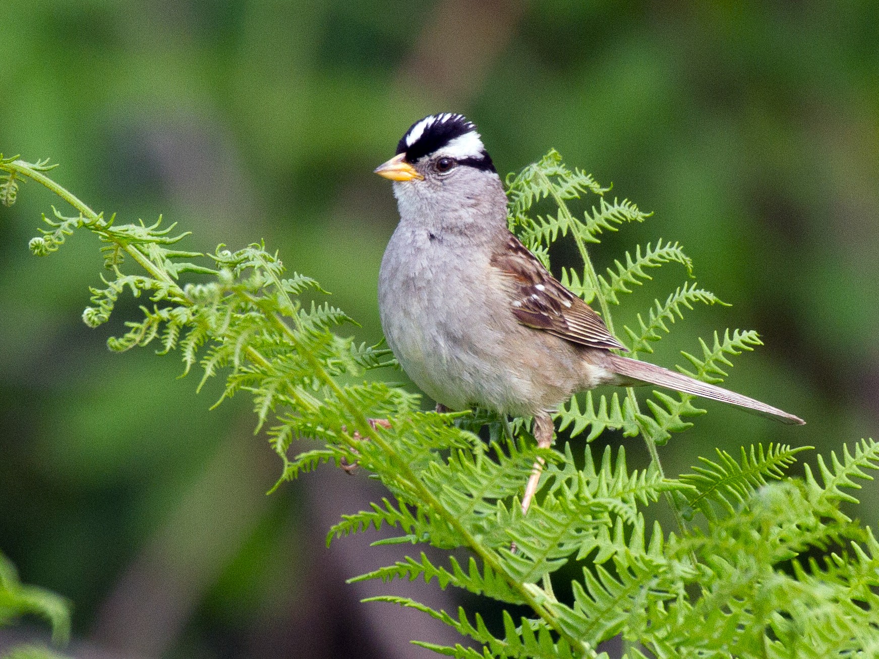 Whitecrowned Sparrow eBird