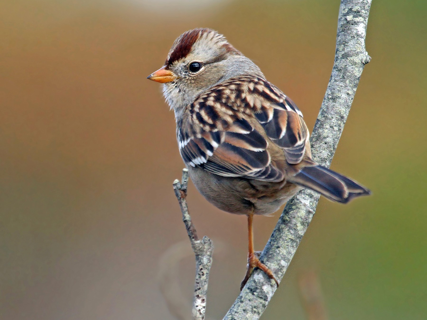 White-crowned Sparrow - Ryan Schain