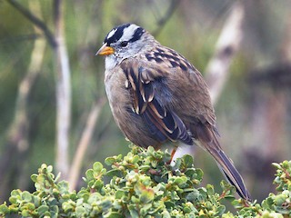 Adult (Yellow-billed) - Craig Fosdick - ML64978011