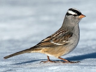  - White-crowned Sparrow