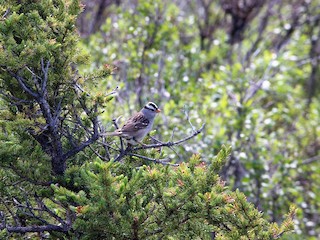  - White-crowned Sparrow