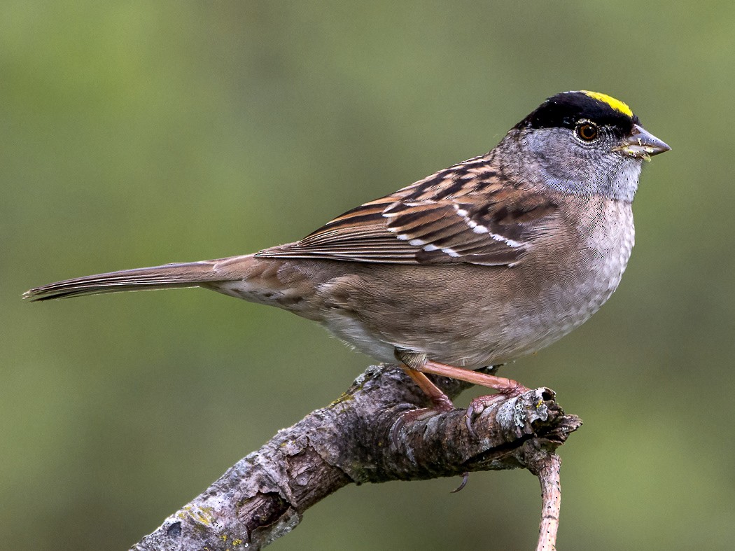 Golden Crowned Sparrow Ebird