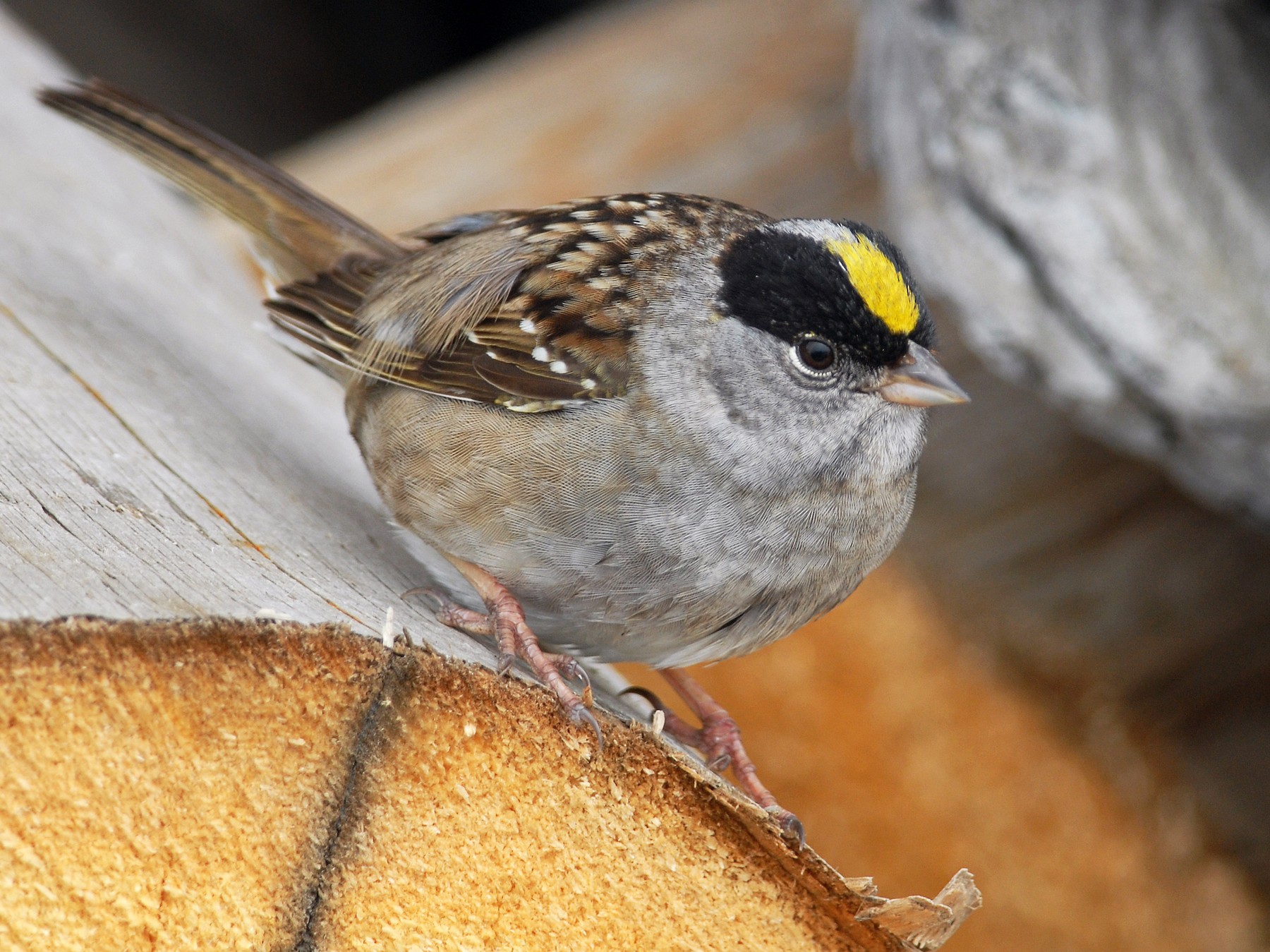 Golden Crowned Sparrow Ebird