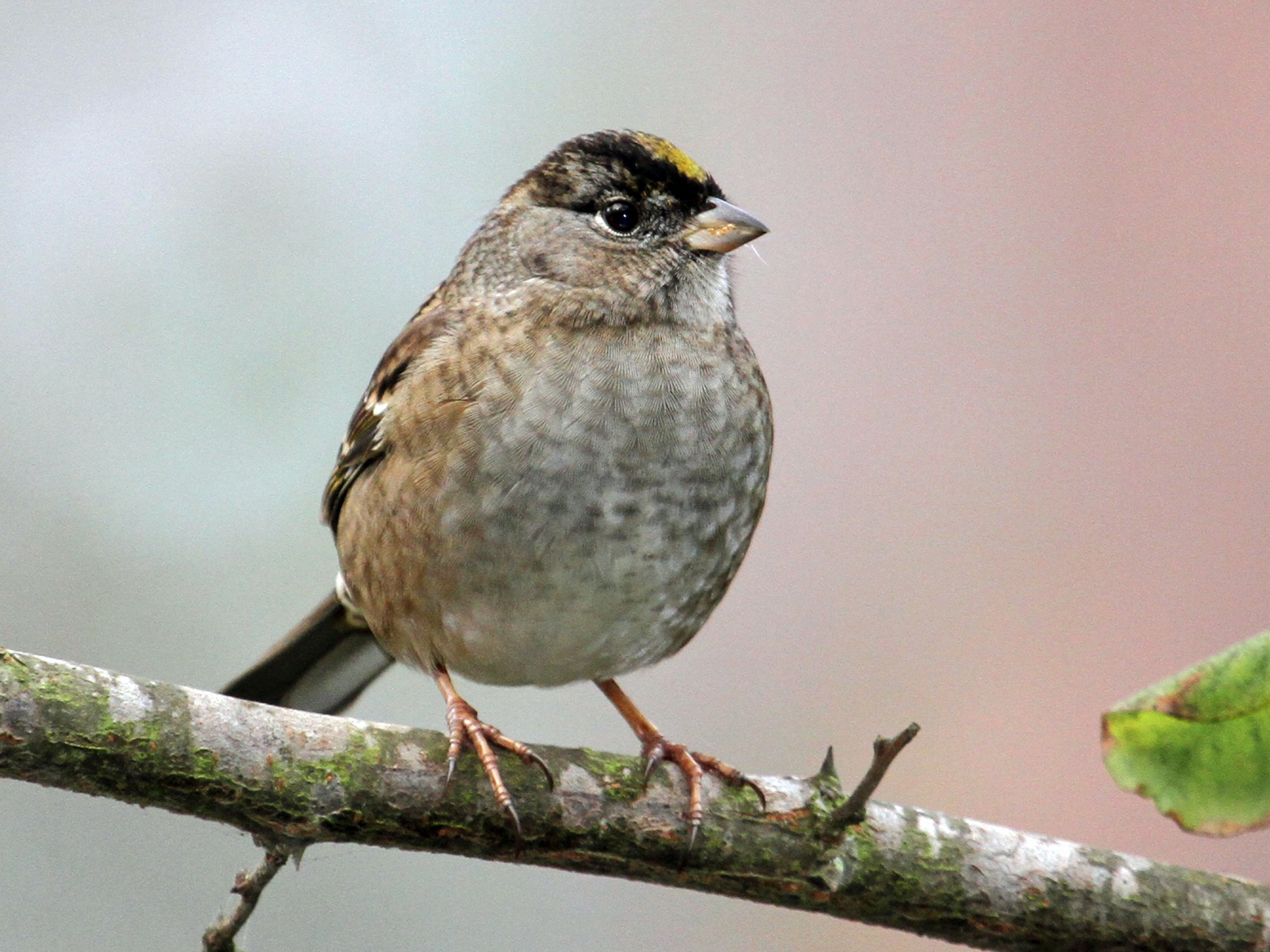 Golden Crowned Sparrow Ebird