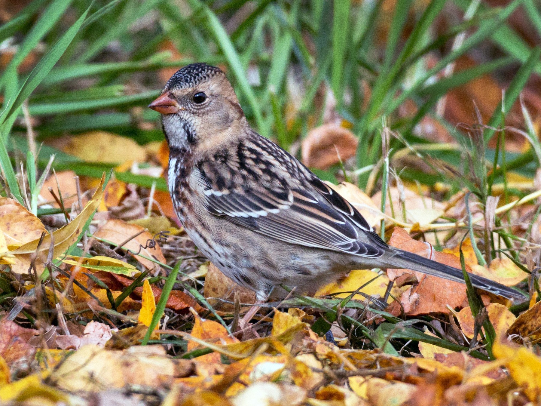 Harris's Sparrow - Ian Davies