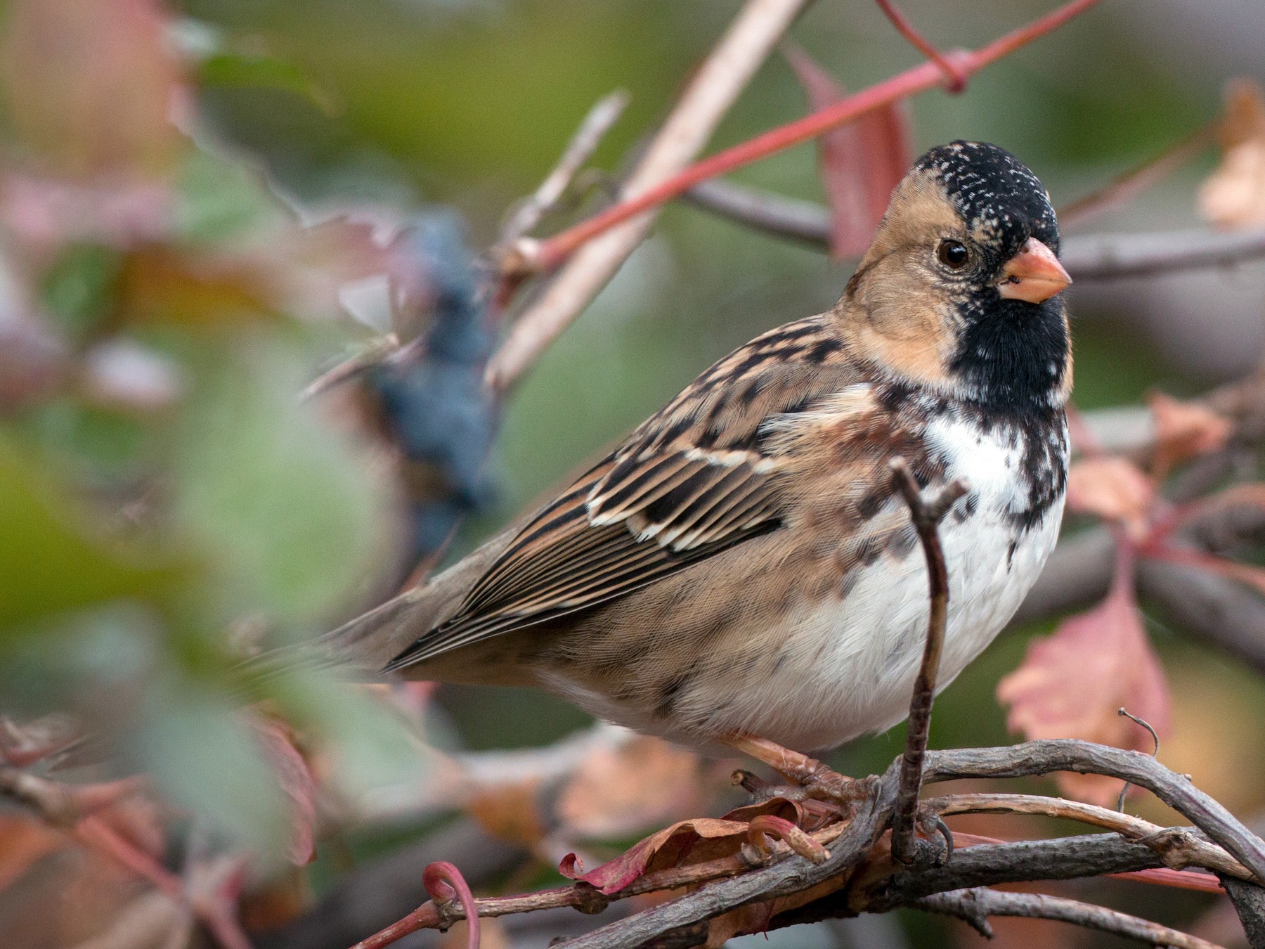 Harris's Sparrow - Ian Davies