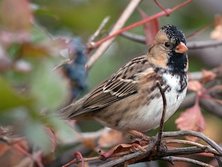 カオグロシトド - eBird