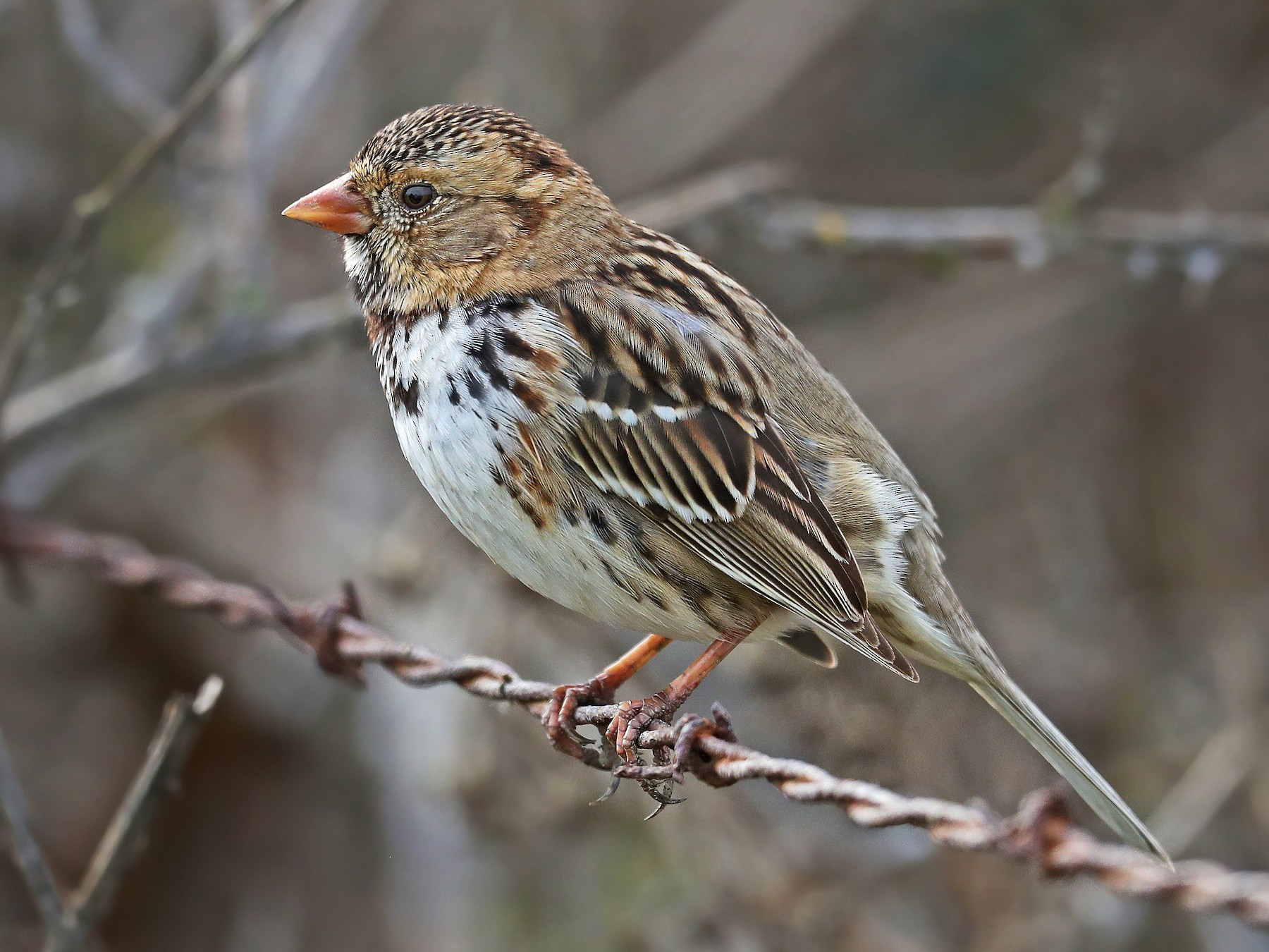 Harris's Sparrow - Matt Davis