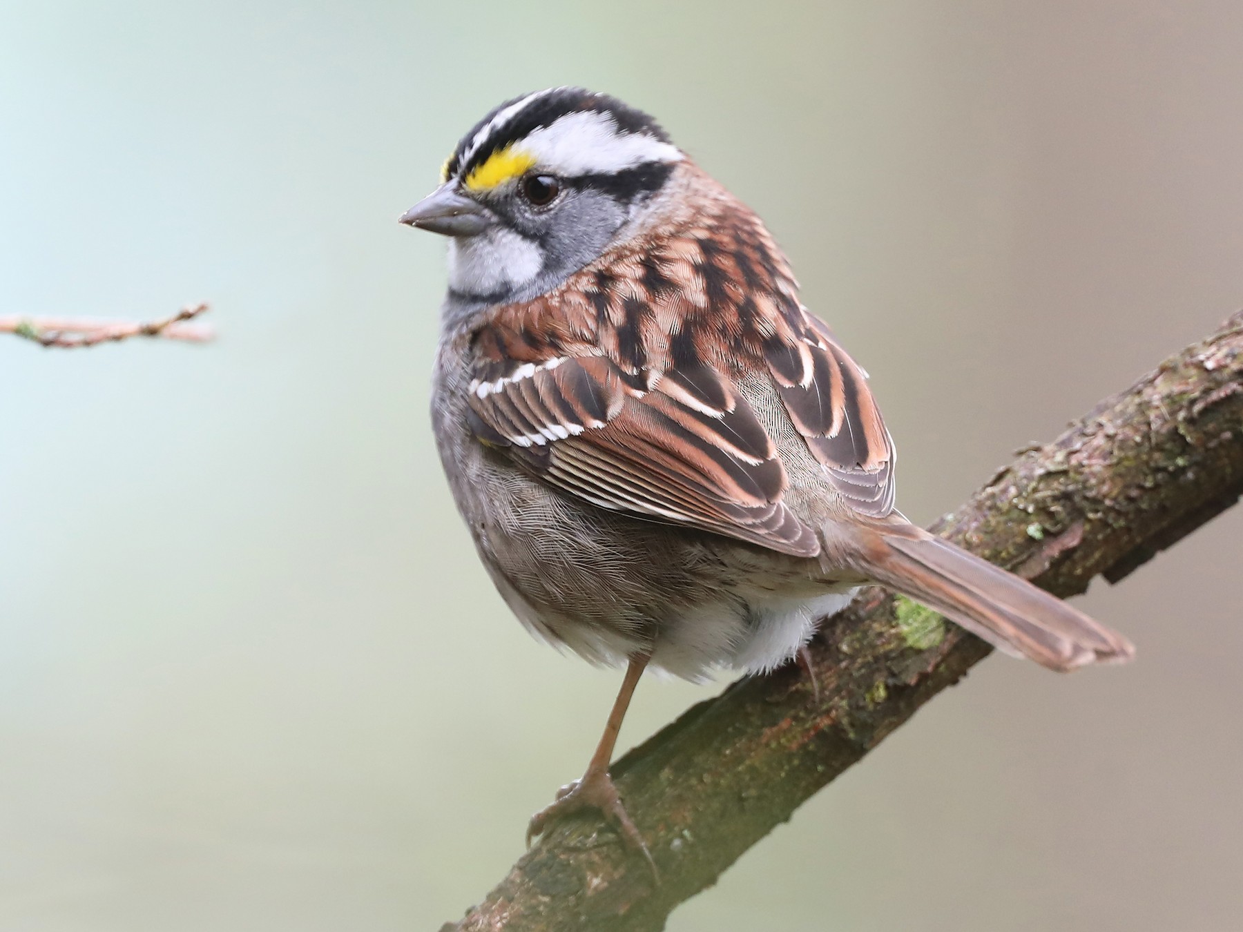 White-throated Sparrow - Daniel Jauvin