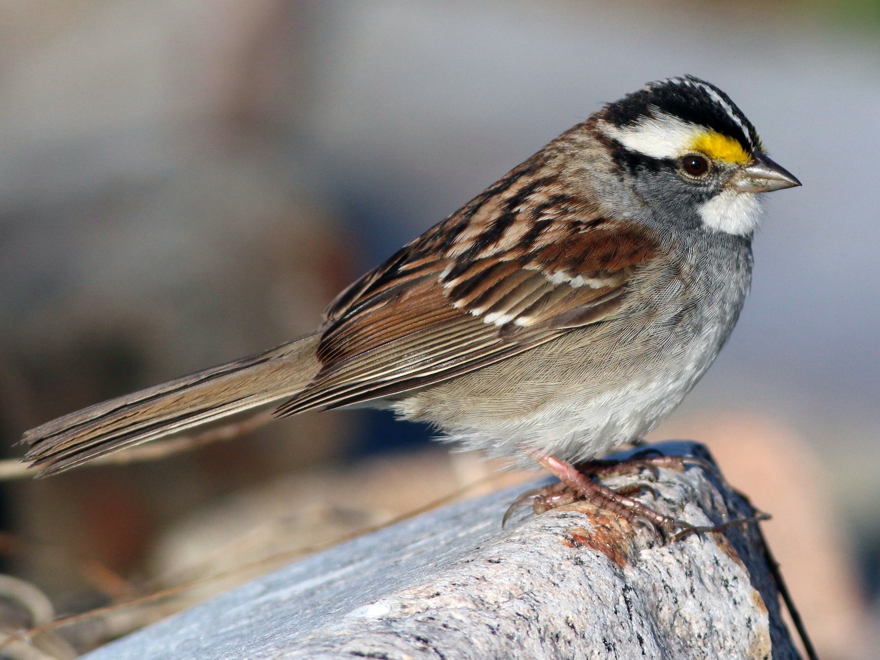 White-throated Sparrow - Keenan Yakola