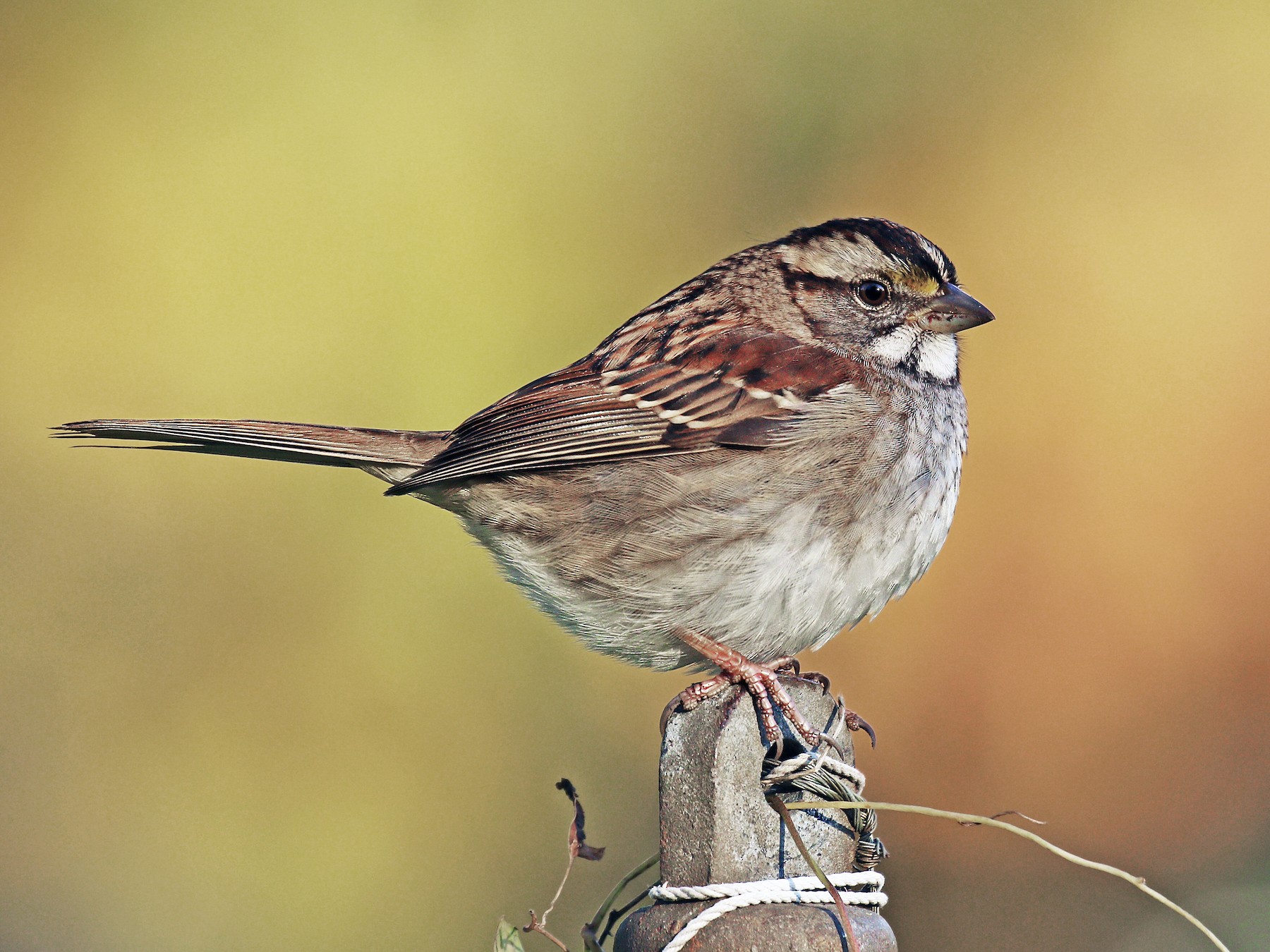 White-throated Sparrow - Ryan Schain