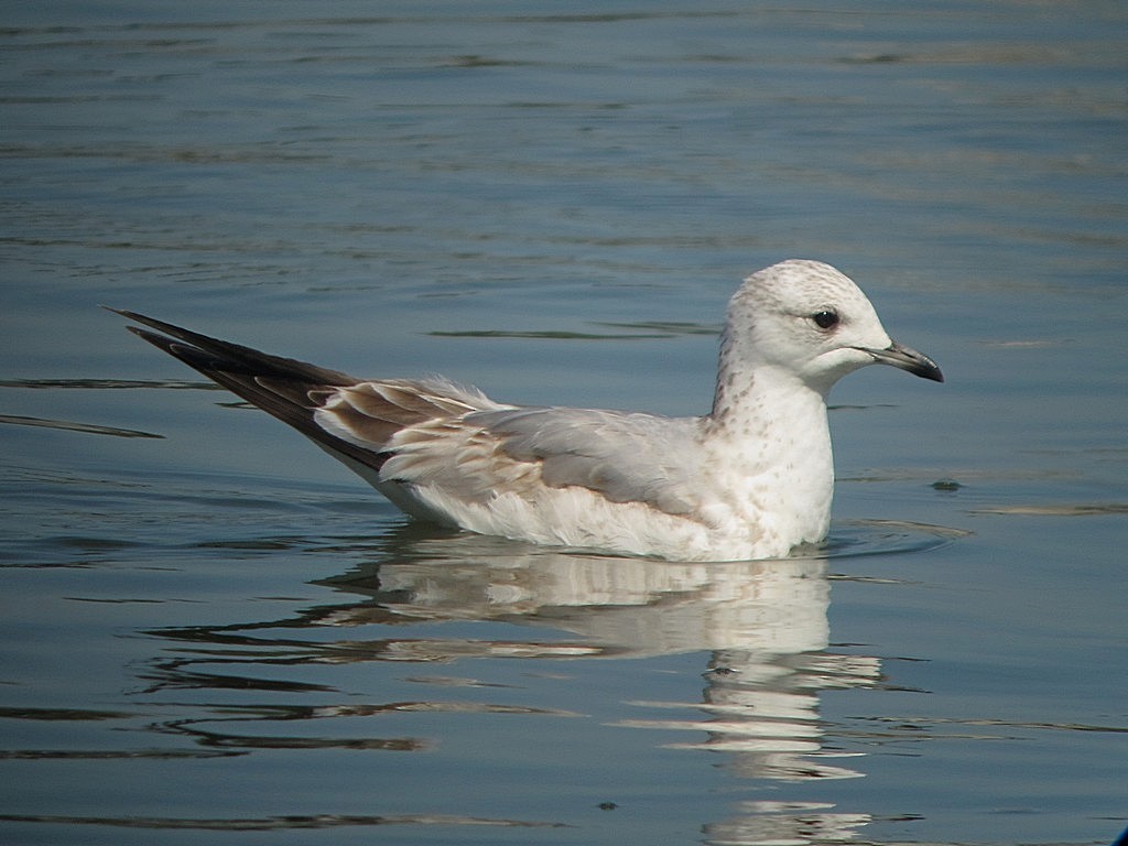 Common Gull (European) - ML64981151