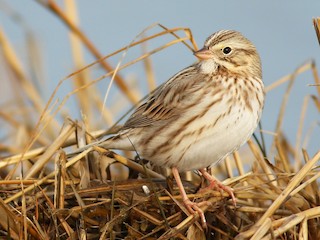  - Savannah Sparrow (Ipswich)