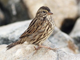  - Savannah Sparrow (Belding's)