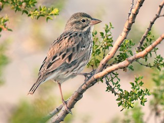  - Savannah Sparrow (Large-billed)