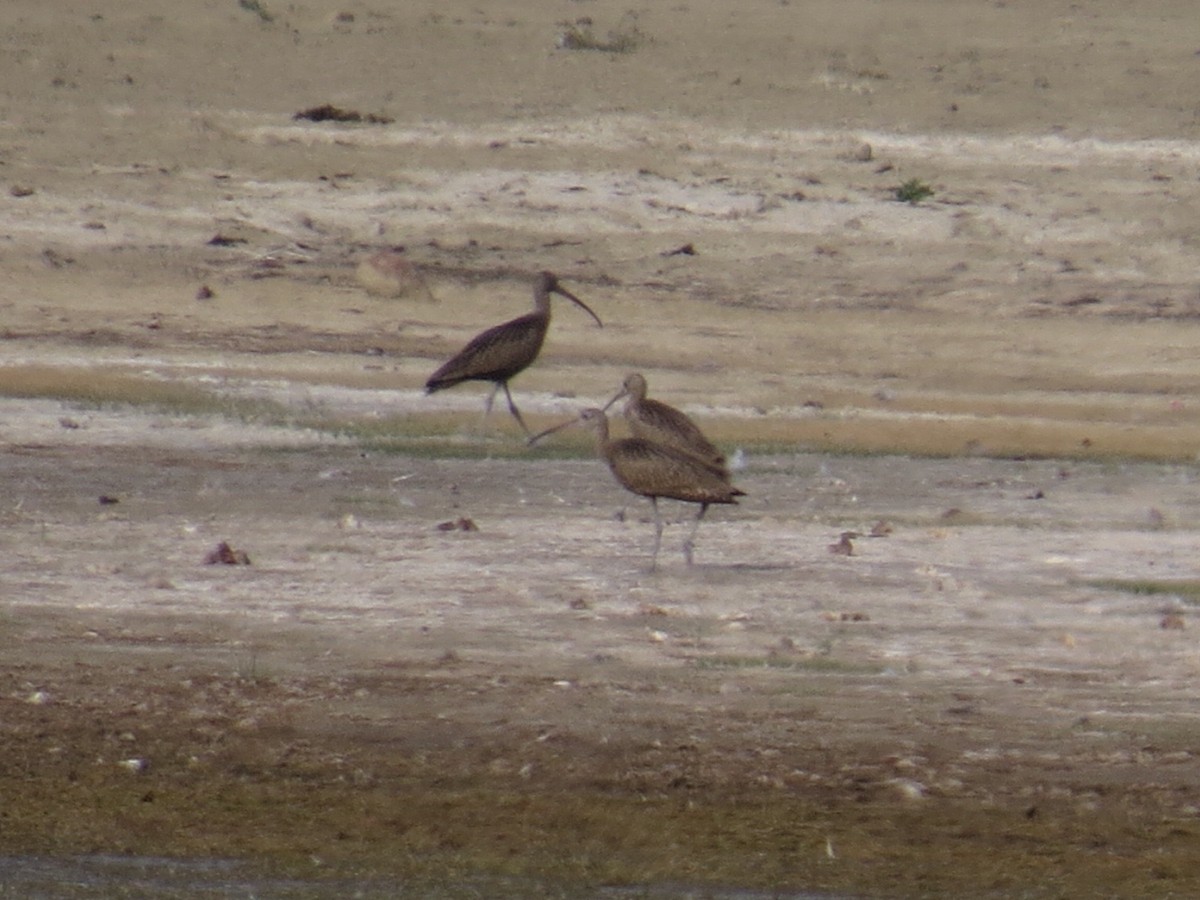 Long-billed Curlew - ML64982261