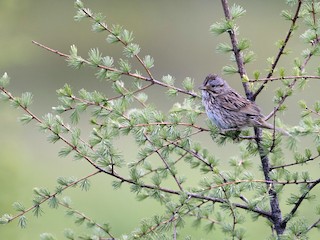  - Lincoln's Sparrow