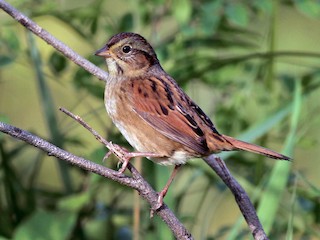 非繁殖期の成鳥／未成鳥 - Jay McGowan - ML64985131